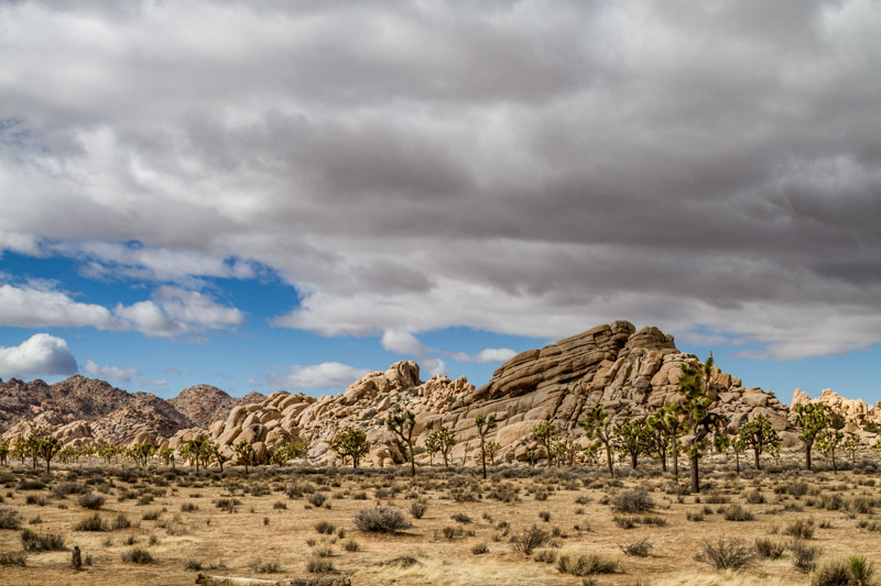 Rock formations in Joshua Tree National Park